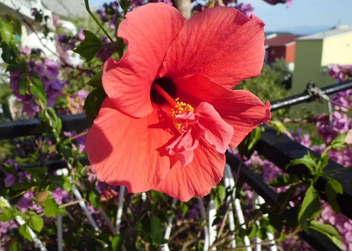 Apartment Viskovic *