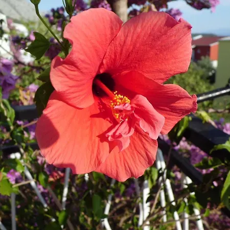 Appartement Viskovic *