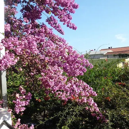 Apartment Viskovic